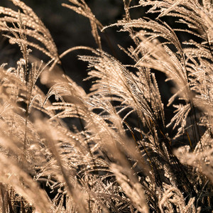 Where Silence Sways by Elizabeth Bonds