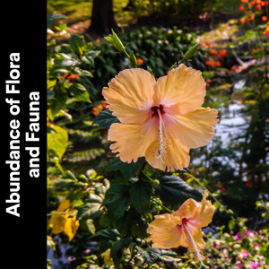 Abundance of Flora and Fauna album