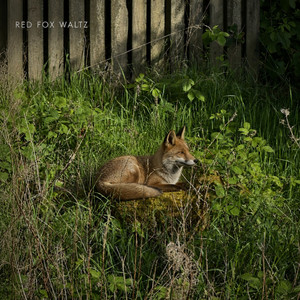 Red Fox Waltz by Matt Stewart-Evans
