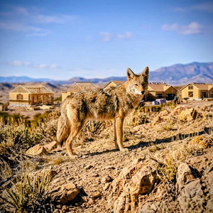 Coyote in the Sunshine by Brad Thomas Project