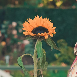 CNB Acoustic - Sunflower