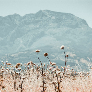 Yury Vasily - Flowers in the Garden