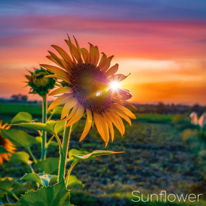 Jonathan Mendez - Sunflower