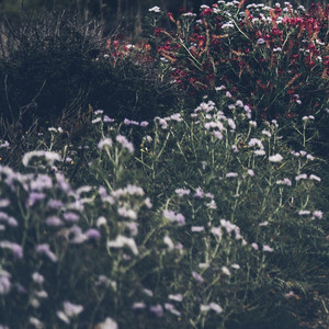 Flowers by Jai Cuzco