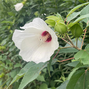 UHD LOKOLE7 - Apona nga (saint valentin)