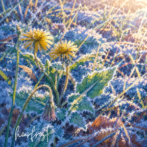 hoarfrost by Valkeus