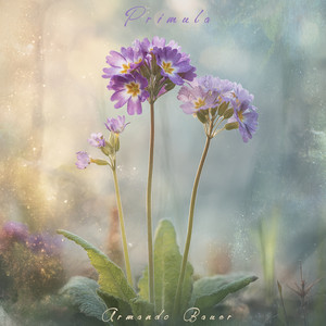Primula by Armando Bauer