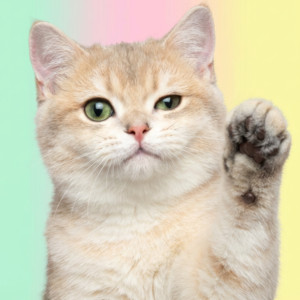 ALOHI STYLE - Today’s Cutie