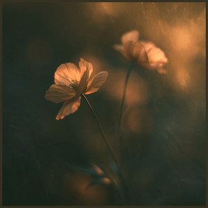 Time will heal you - Felt Piano by Maxime Verdoni, Cameron Segal