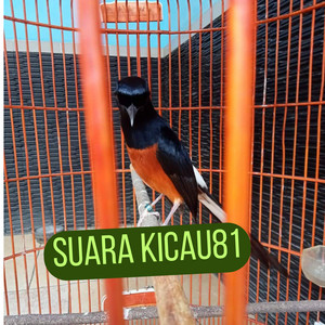 Suara Murai Batu Isian Cililin by suara kicau81