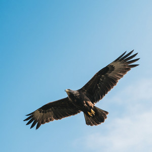 CARLOS PLAFON - We Are All Free