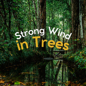 Strong Wind in Trees album