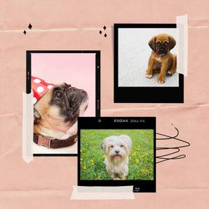 Fun Music for Doggy Bedtime - Trumpet, Electric Piano, Alto Sax and Soprano Sax album