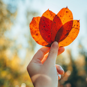 Melody Of Autumn