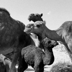 Camel by AneeSa