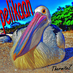pelikaan