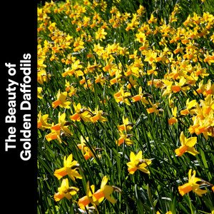 The Beauty Golden Daffodils album