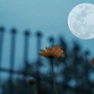 Sleeping Flower