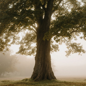 Emilio Velez - Dream Come True