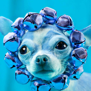 Warm Guitar Jazz - Background for Doggy Radio album