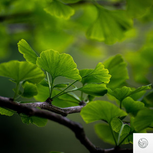 Under Quiet Branches by Santosha Collective