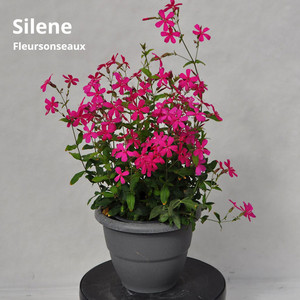 Silene