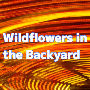 Wildflowers in the Backyard by 2strings