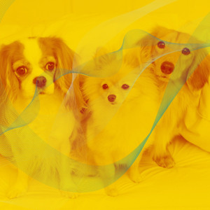 Fashionable Background Music for Calming Puppies album