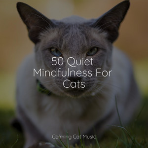 50 Quiet Mindfulness For Cats album