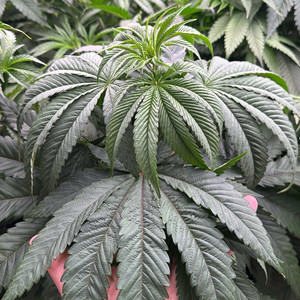 Theyloveoc - HighFashion