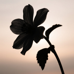 juna madani - Rise Against the Wind
