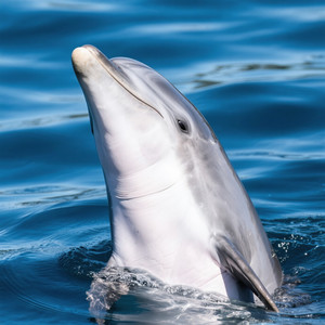 васафир ахабриона локатриа - Ты так жесток, что изменяешь моей любви.