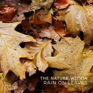 Rain on Leaves by The Nature Within