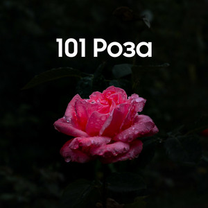 101 Роза by Абай Бегей