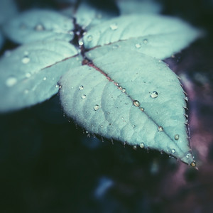 30 Outpouring Rain Droplet Tracks from Nature album