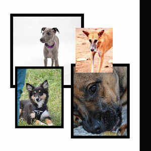 Glorious Music for Beaming Pups - Trumpet, Soprano Sax, Tenor Sax and Guitar album