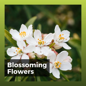 Blossoming Flowers album