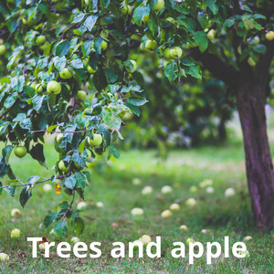 Trees and apple by The main king of the world