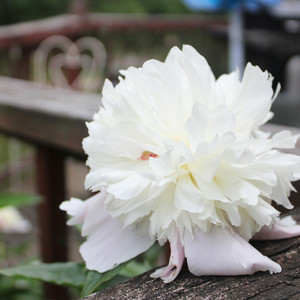 The Peony Leans by Piano Softly