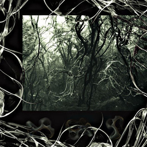 lucid by Detay, Kenzo