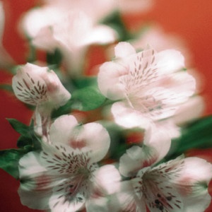 Flawers by NCTN ESTUDIO