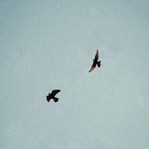 Birds Of A Feather by Nathan Smoker