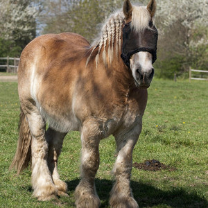 JHector - The Profile