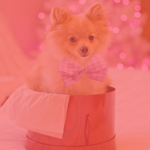 Casual Music for Restless Dogs - Trumpet Solo album