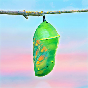 Chrysalis by Die Shiny