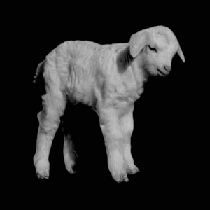 Sheep - Demo by Pari.