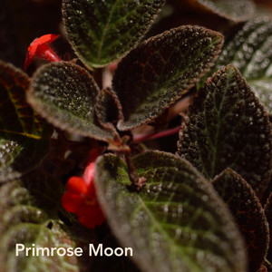 Night Hillside by Primrose Moon
