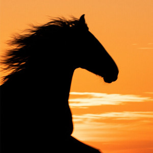 Hungry Horse by Leona Band