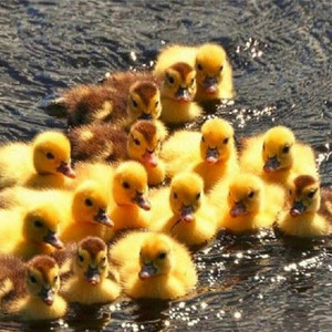 Tk9 - A Duck Is a Duck