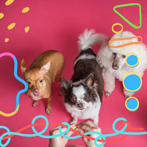 Ambiance for Doggy Nap Time album
